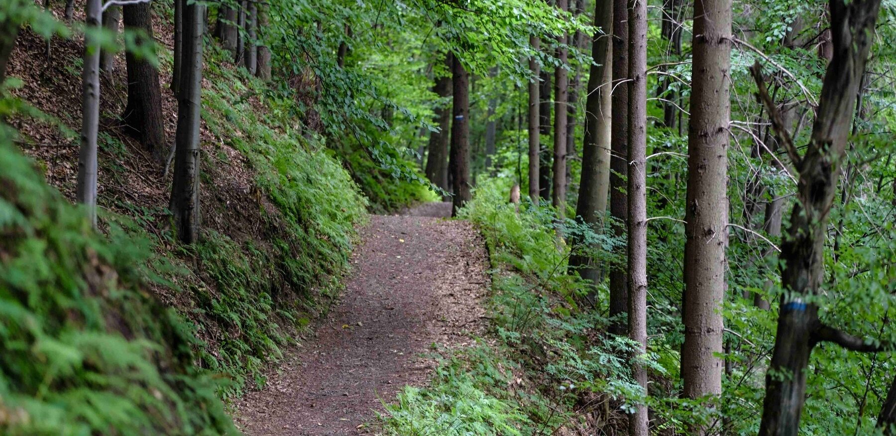 Nankoweap Trail