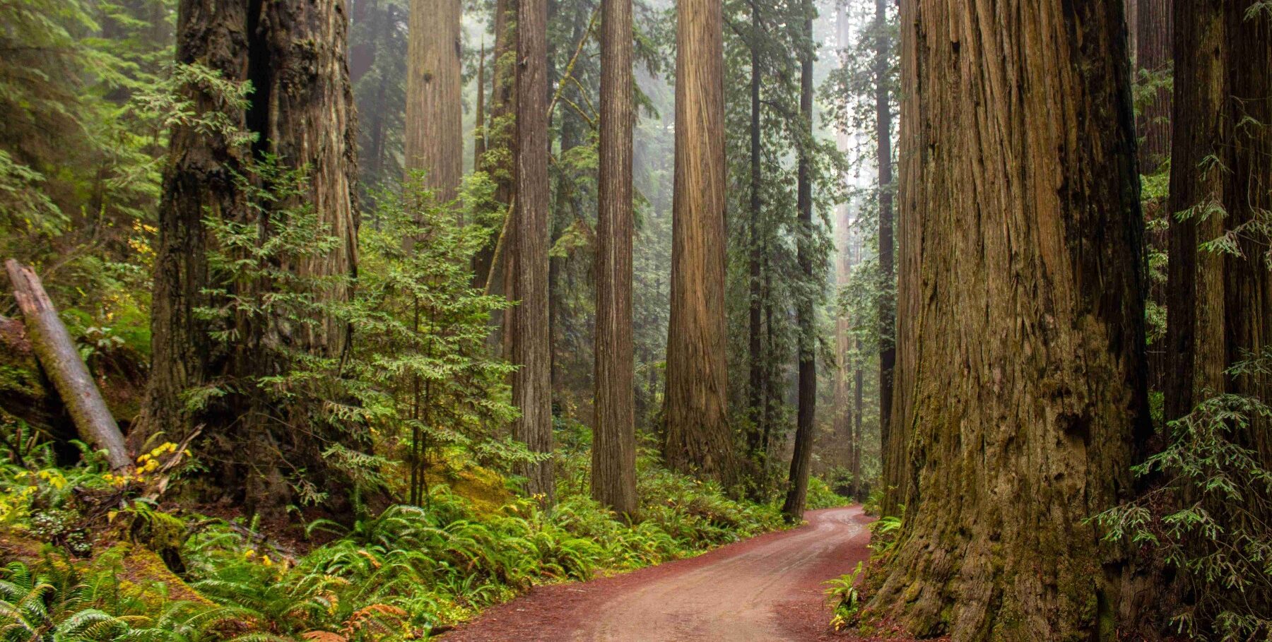 Redwood Empire - Mountain Biking Trails